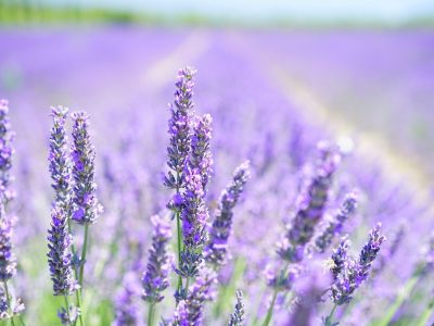 lavender-1595581_1280